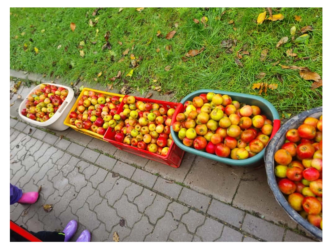 Äpfel 2025 10.jpg&nbsp;&copy;&nbsp;Ilsetalschule
