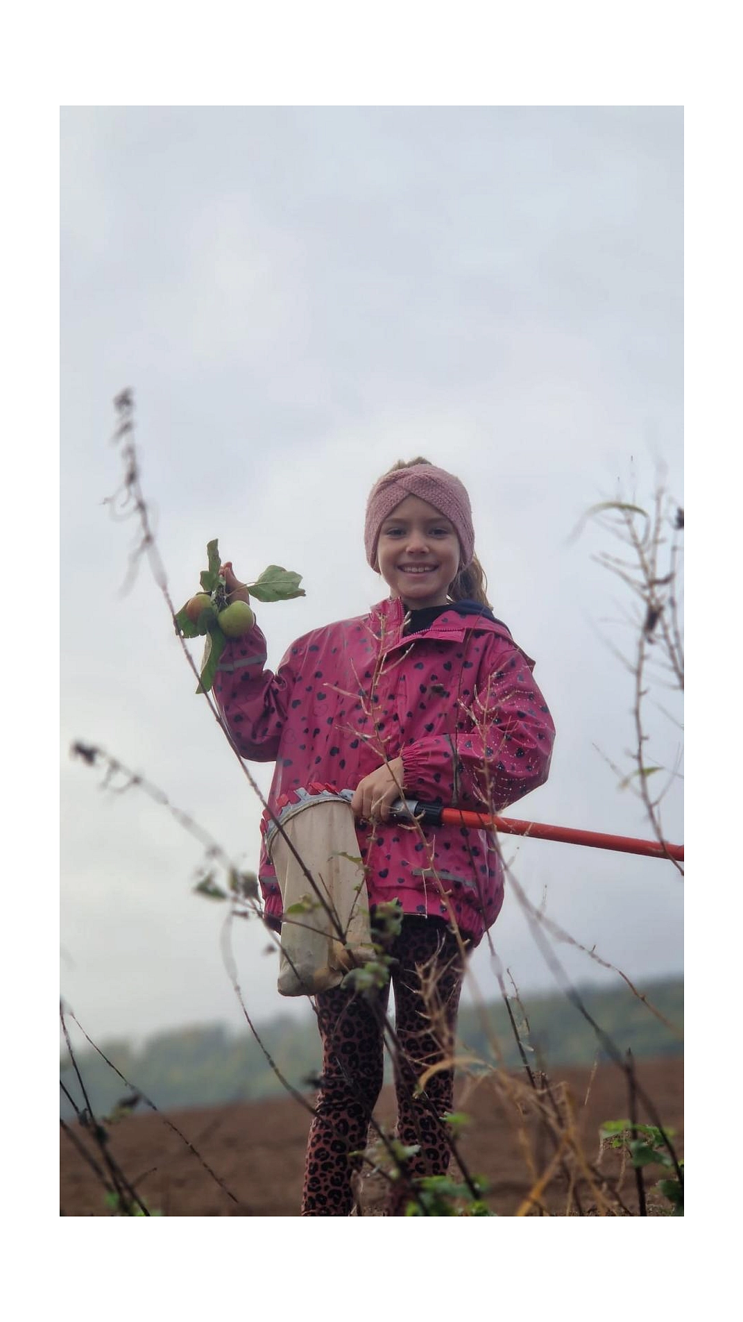 Äpfel 2025 3.jpg&nbsp;&copy;&nbsp;Ilsetalschule