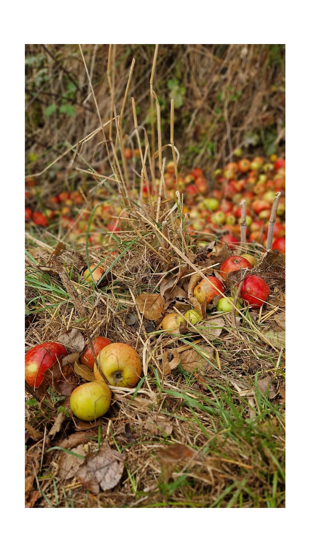 Äpfel 2025 4.jpg&nbsp;&copy;&nbsp;Ilsetalschule