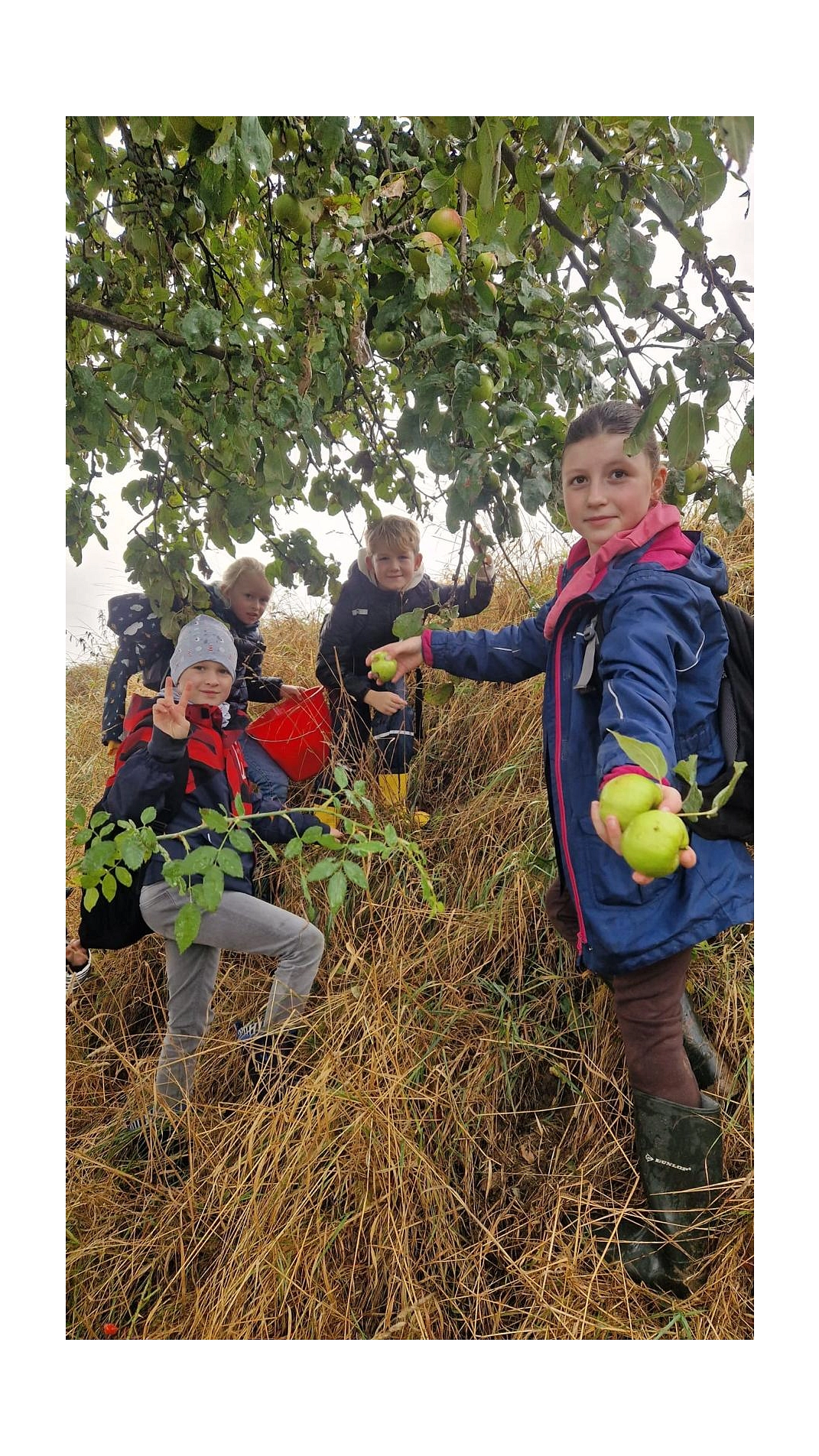 Äpfel 2025 7.jpg&nbsp;&copy;&nbsp;Ilsetalschule