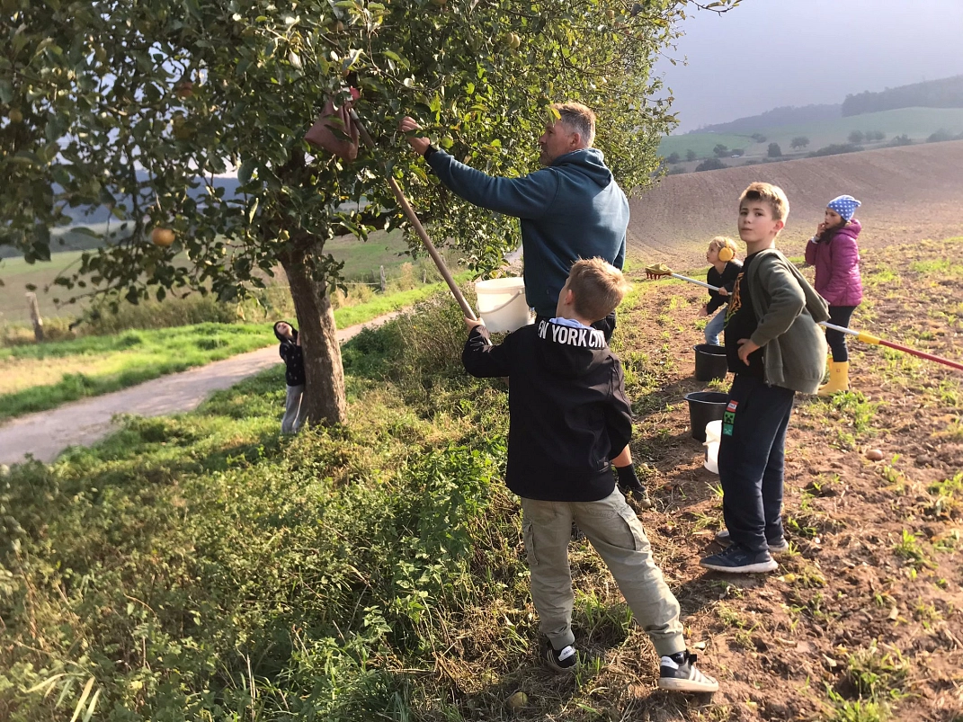 Äpfel pflücken 13.jpeg&nbsp;&copy;&nbsp;Ilsetalschule