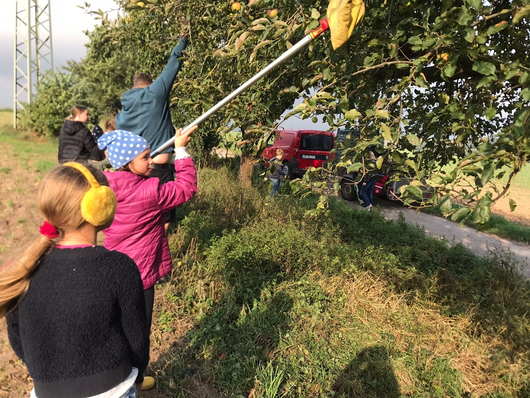 Äpfel pflücken 14.jpeg&nbsp;&copy;&nbsp;Ilsetalschule
