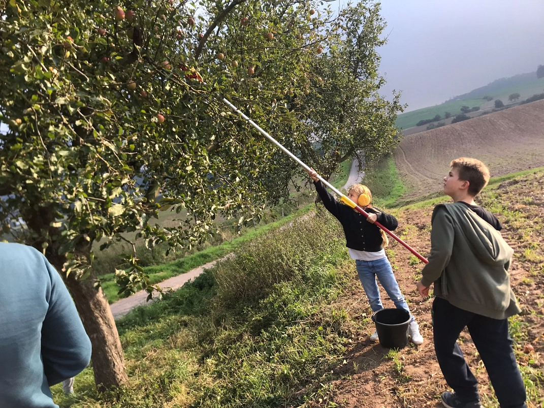 Äpfel pflücken 15.jpeg&nbsp;&copy;&nbsp;Ilsetalschule