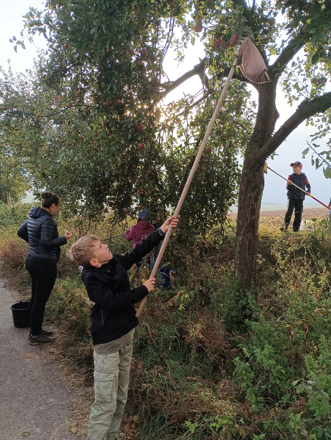 Äpfel pflücken 17.jpeg&nbsp;&copy;&nbsp;Ilsetalschule