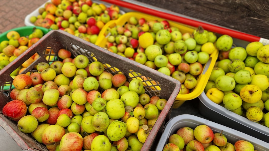 Äpfel pflücken 1.jpeg&nbsp;&copy;&nbsp;Ilsetalschule