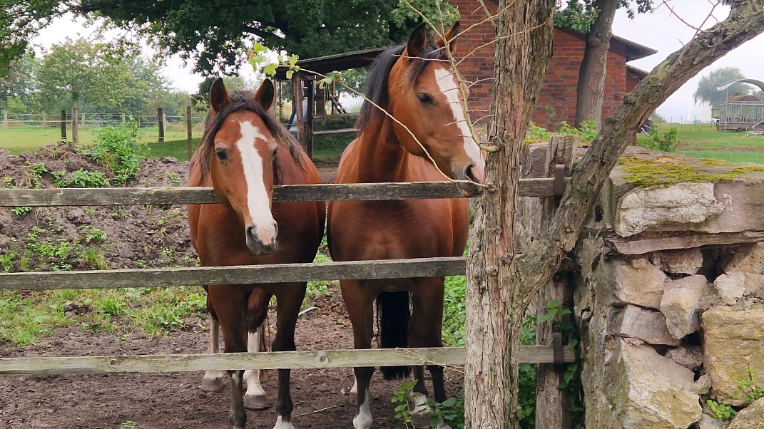 Äpfel pflücken 2.jpeg&nbsp;&copy;&nbsp;Ilsetalschule