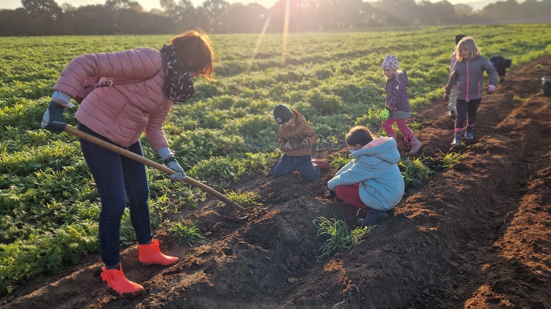 Kartoffeln 10.jpg&nbsp;&copy;&nbsp;Ilsetalschule