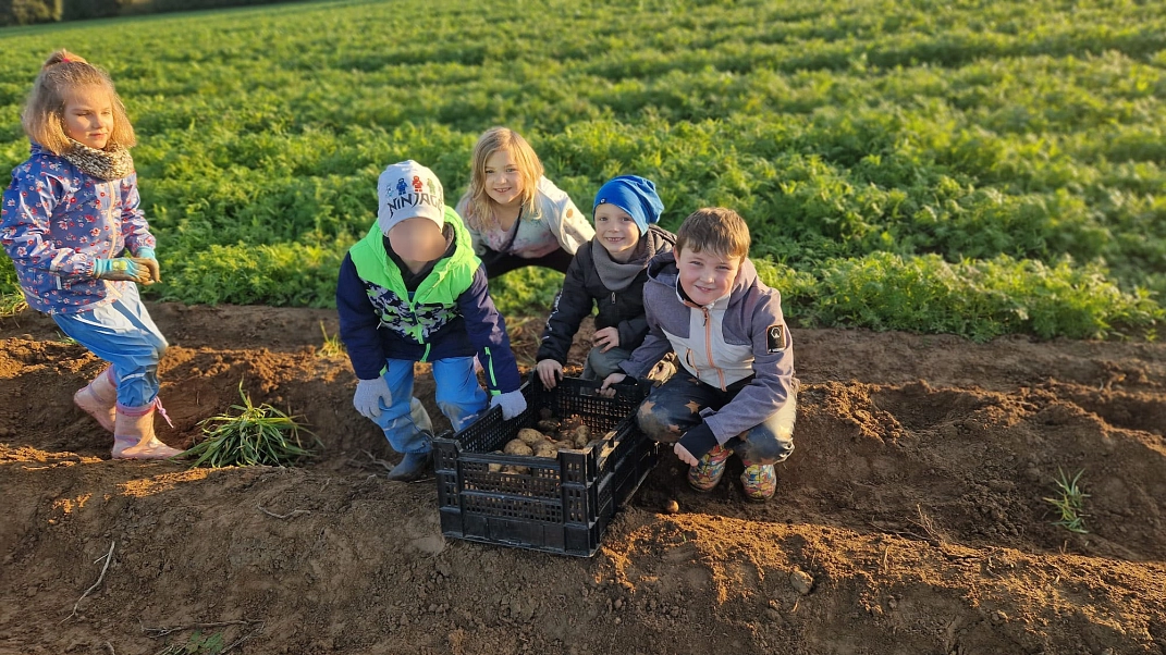 Kartoffeln 12.jpg&nbsp;&copy;&nbsp;Ilsetalschule