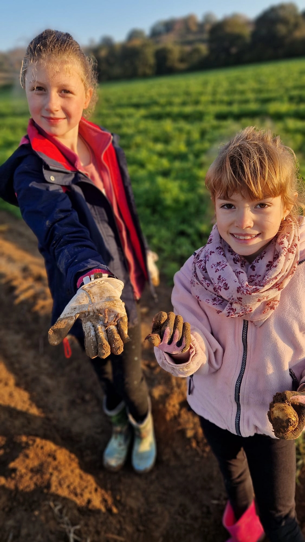 Kartoffeln 13.jpg&nbsp;&copy;&nbsp;Ilsetalschule