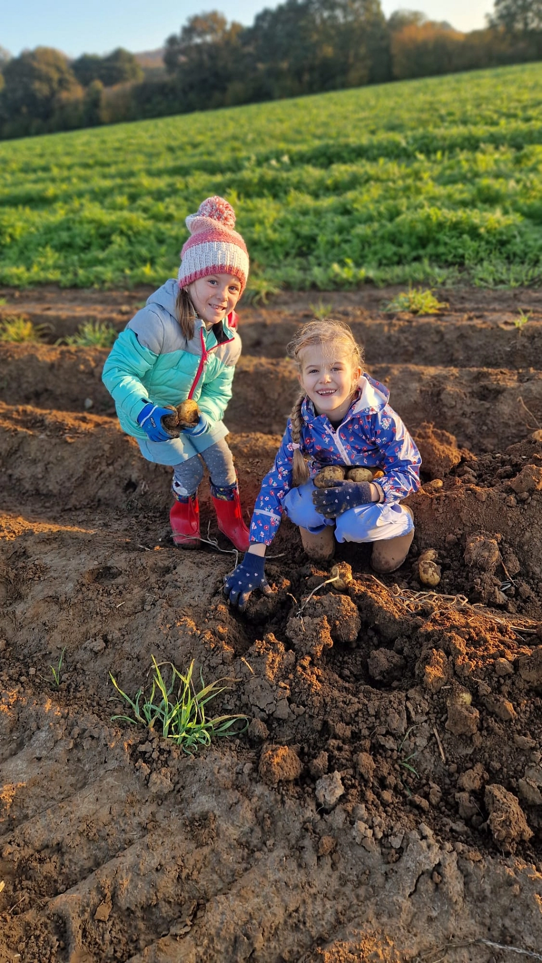 Kartoffeln 16.jpg&nbsp;&copy;&nbsp;Ilsetalschule