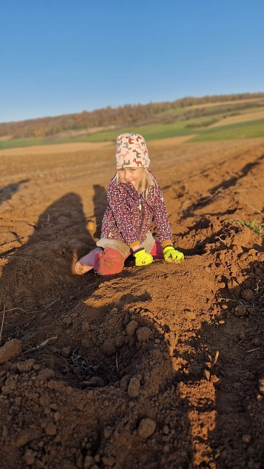 Kartoffeln 5 .jpg&nbsp;&copy;&nbsp;Ilsetalschule