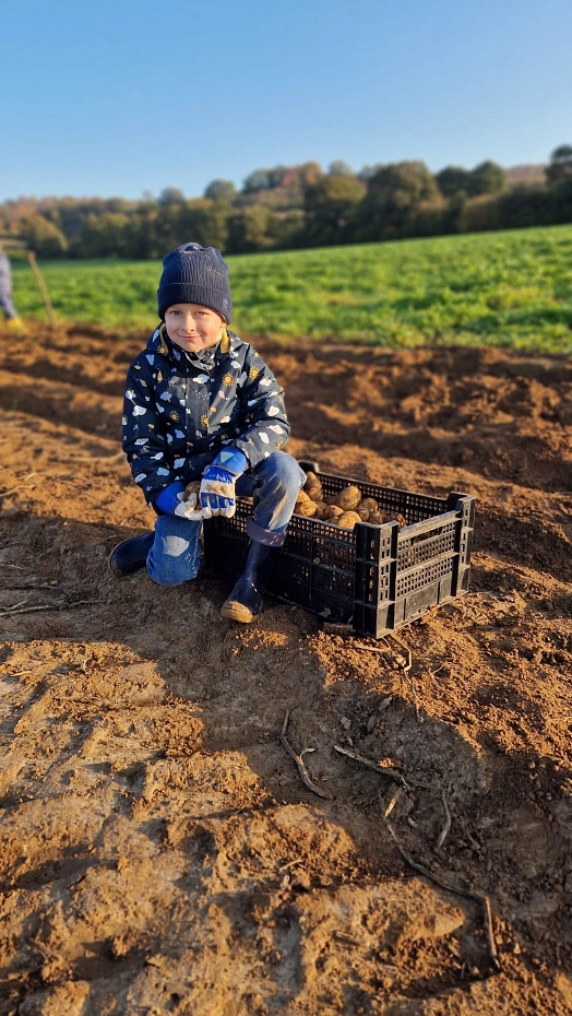 Kartoffeln 7.jpg&nbsp;&copy;&nbsp;Ilsetalschule