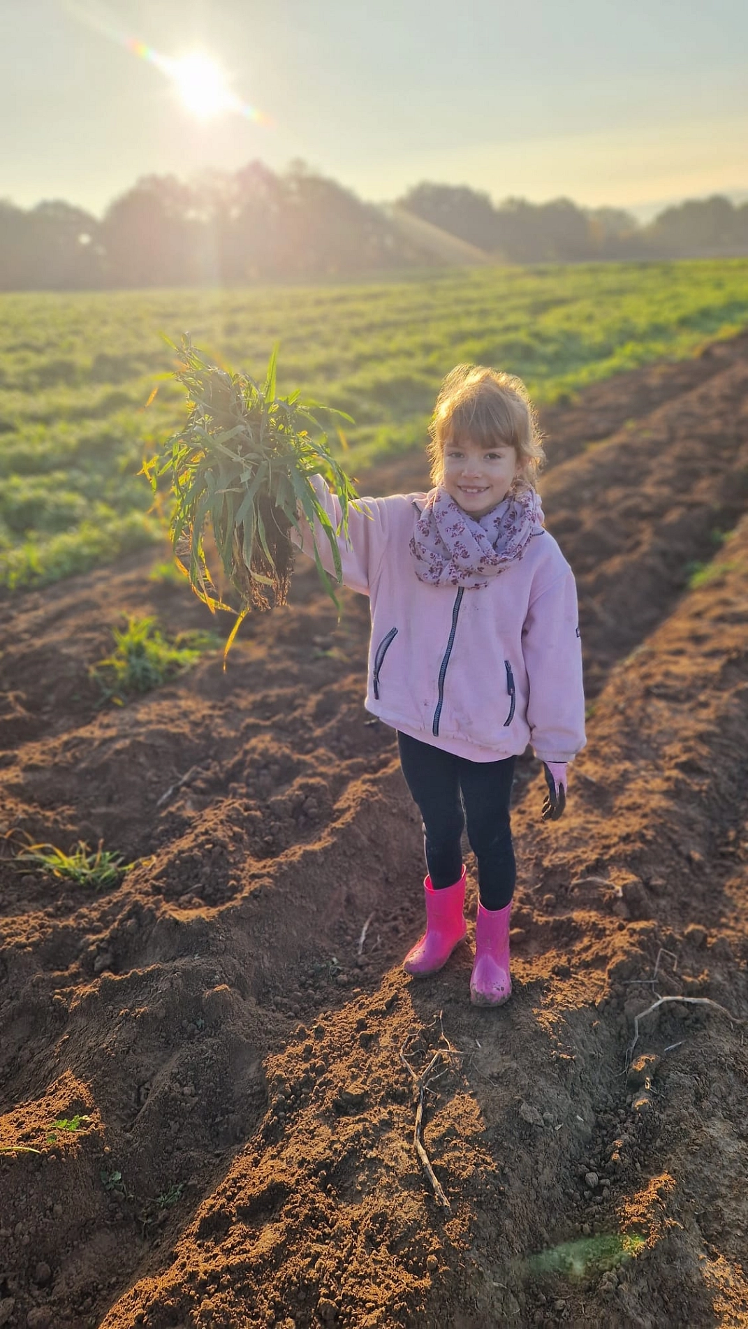 Kartoffeln 9.jpg&nbsp;&copy;&nbsp;Ilsetalschule