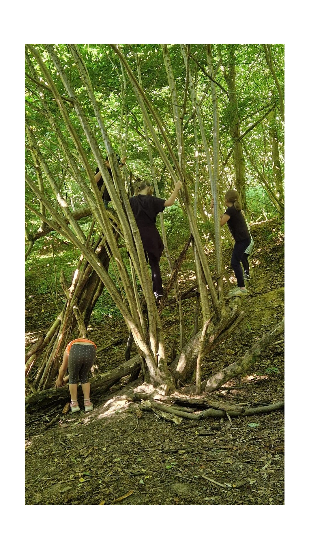 WT 16.jpg&nbsp;&copy;&nbsp;Ilsetalschule